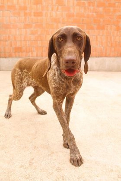 კურცხაარი უსახელო