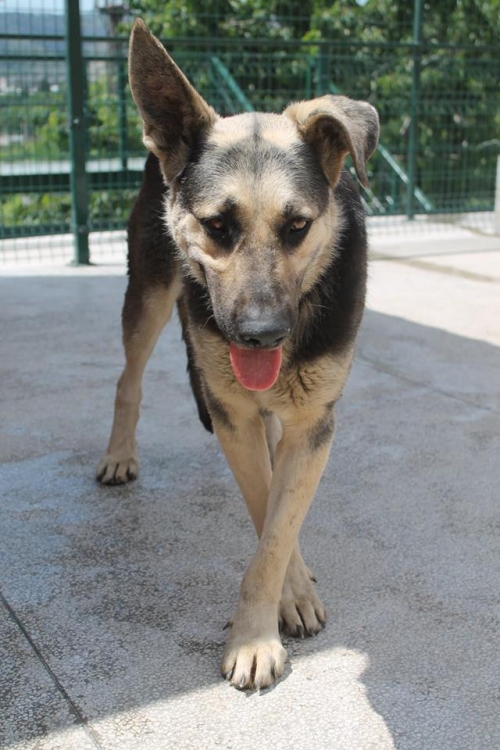 გერმანული ნაგაზი უსახელო