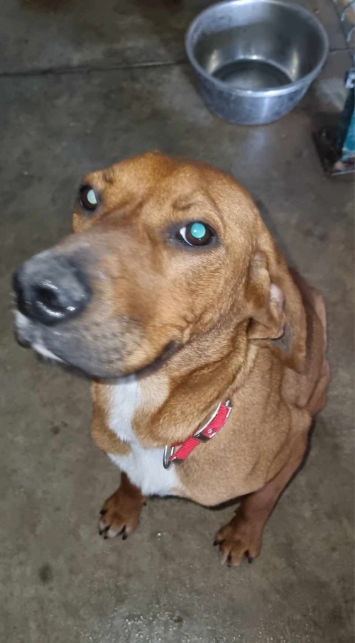 მეტისი სამტრედია, გამოაგდეს ბენზინ გასამართ სადგურ გალფიდან