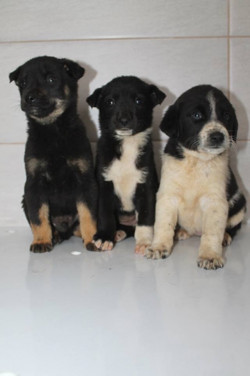 მეტისის ლეკვები უსახელო