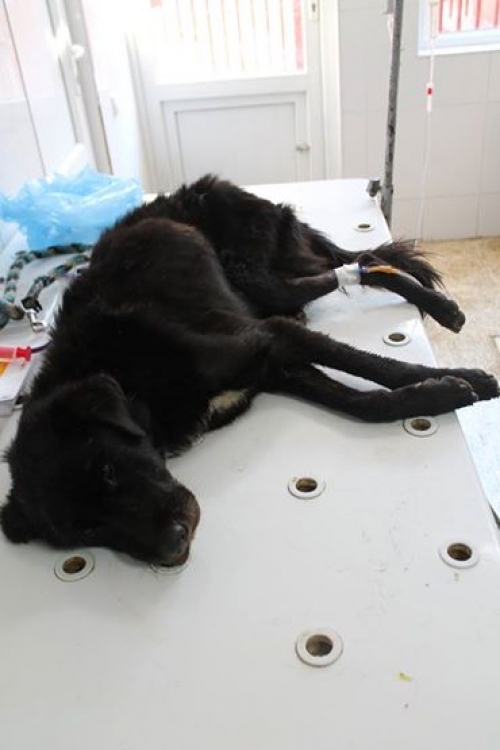 მეტისი უსახელო