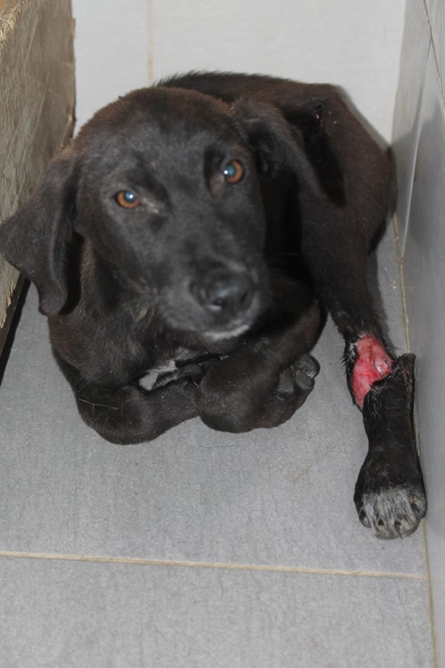 მეტისი უსახელო