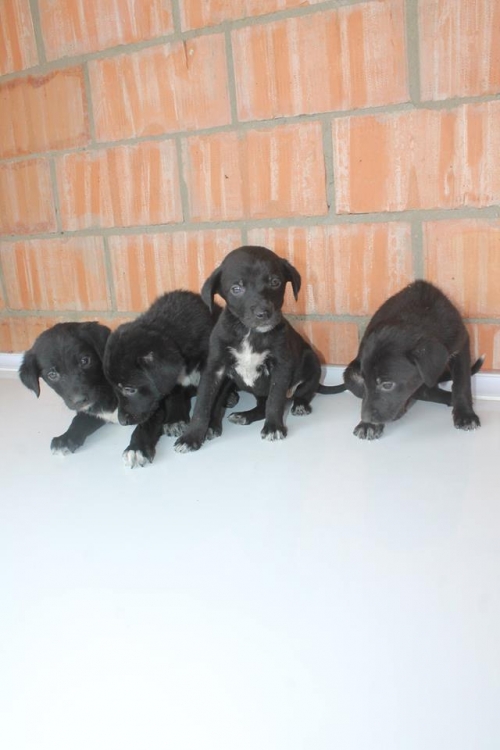 მეტისის ლეკვები უსახელო