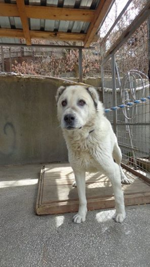 ქართული ნაგაზი ჯუბა