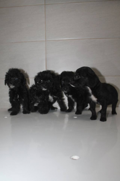 ბალონკის მეტისი უსახელო