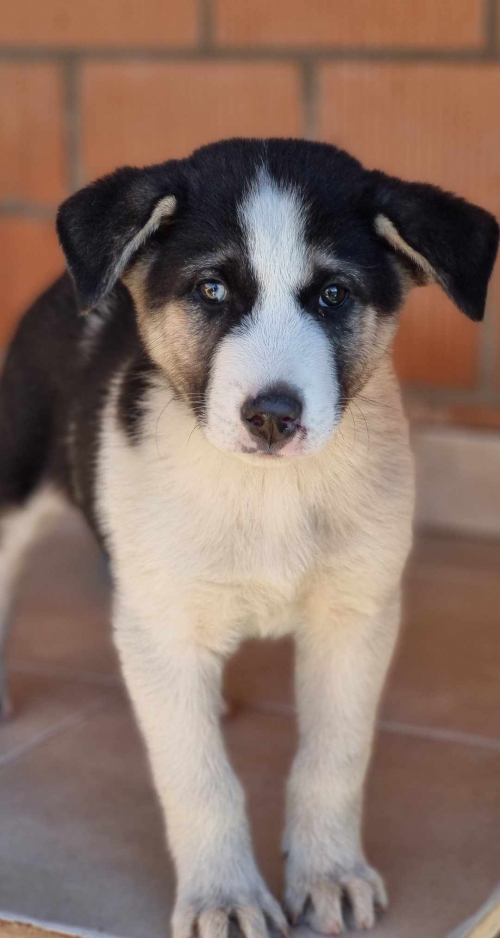 მეტისი ქეთევან წამებულის ქუჩა