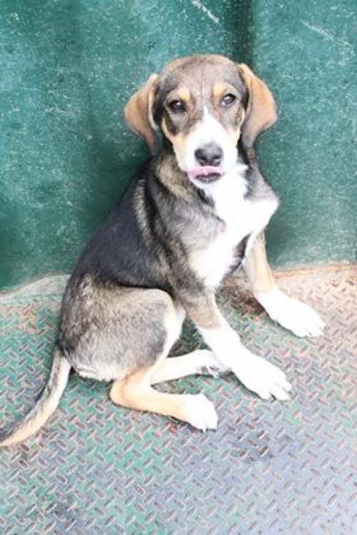 მეტისი ბუთა