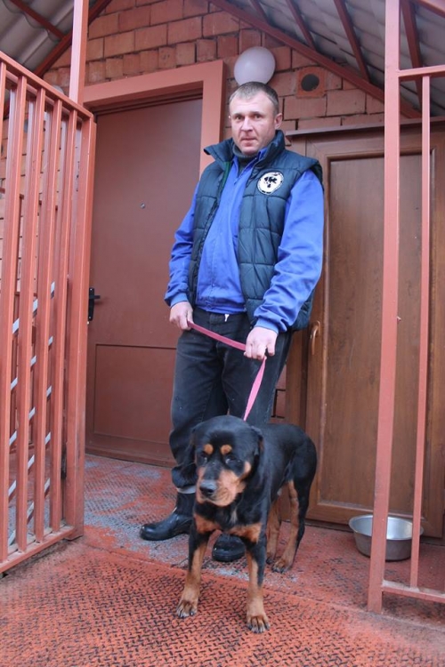 როტვეილერი პიჩეტო