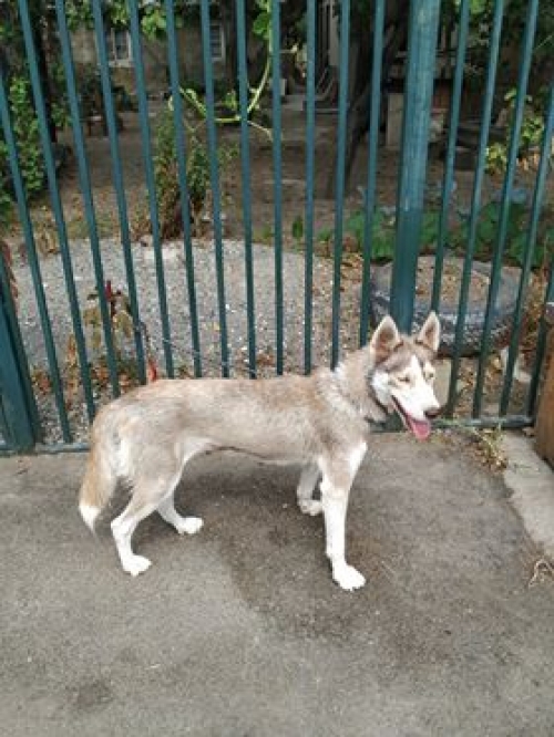 ლაიკა ლილუ