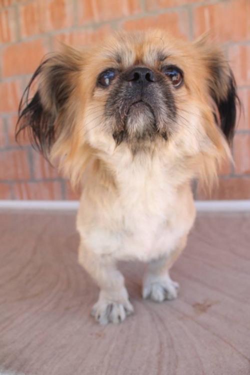 პეკინესი უსახელო