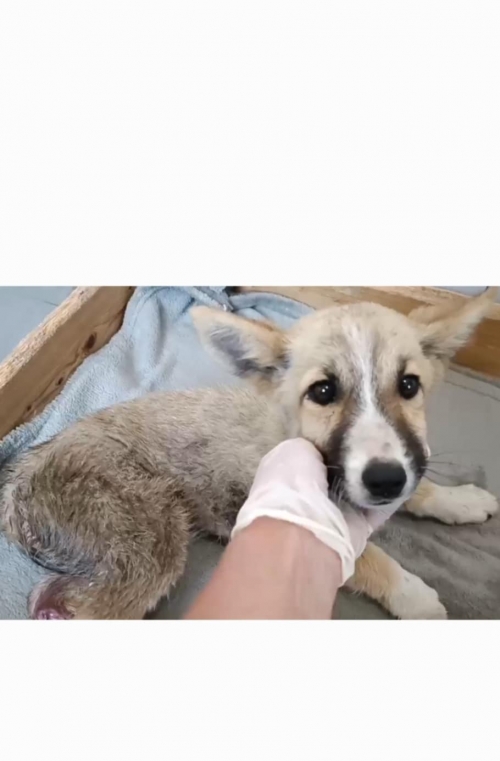 მეტისი ნინო წმინდა