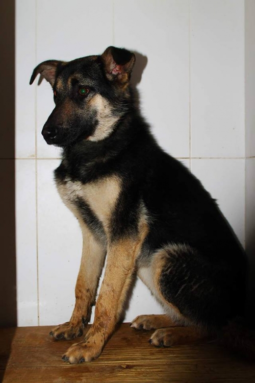 გერმანული ნაგაზის მეტისი შალონა