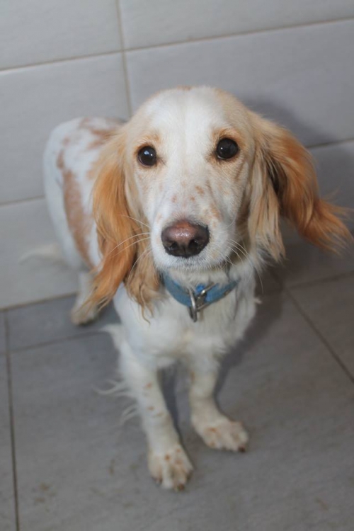 სეტერის მეტისი ლუსი