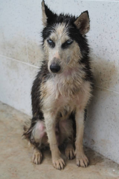 ლაიკა უსახელო