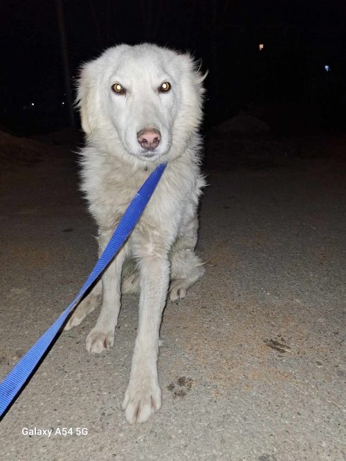 მეტისი ორთაჭალის ციხეები