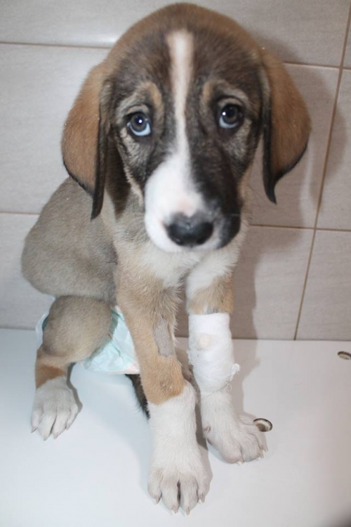 ქართული ქოფაკი უსახელო