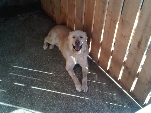 * გაჩუქებულები ბათურა