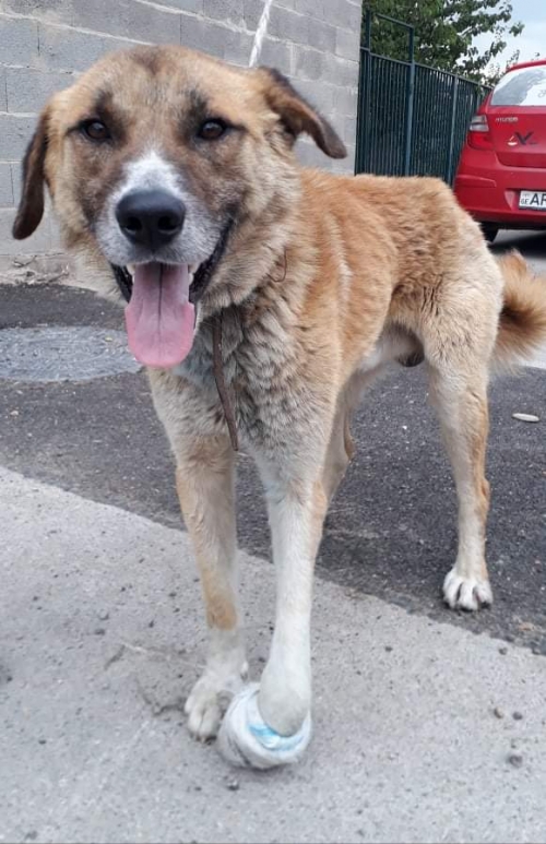 მეტისი უსახელო