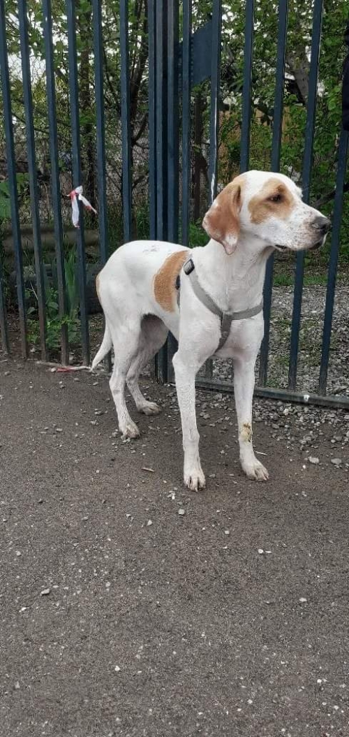 მეტისი ჯესი