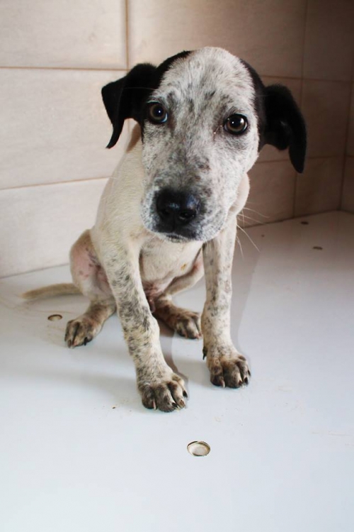 მეტისი უსახელო