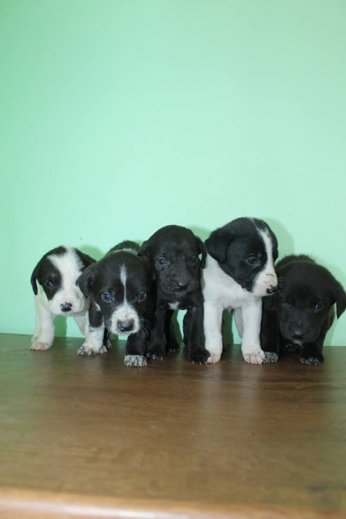 მეტისის ლეკვები უსახელო