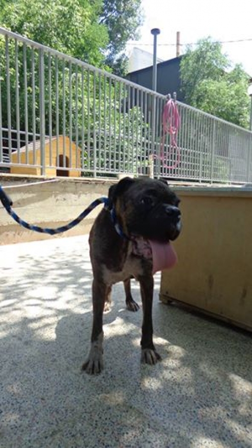 ბოქსიორი ლედი