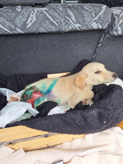 მეტისი ჭოპორტი