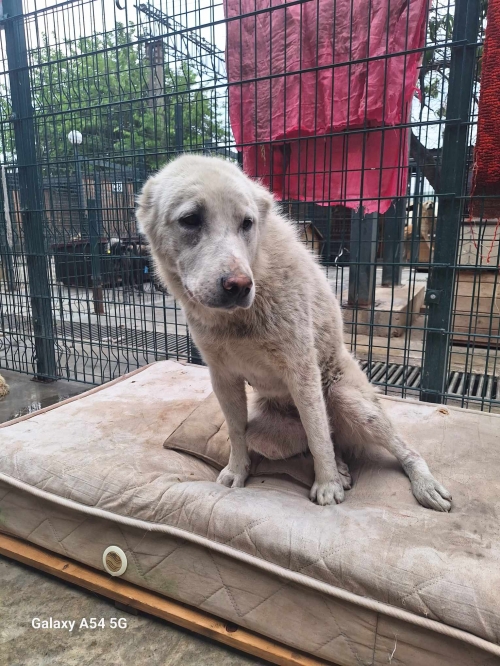 ქართული ქოფაკი თბილისი მოლი