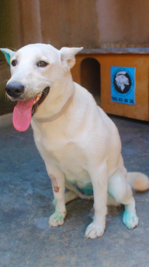 მეტისი უსახელო