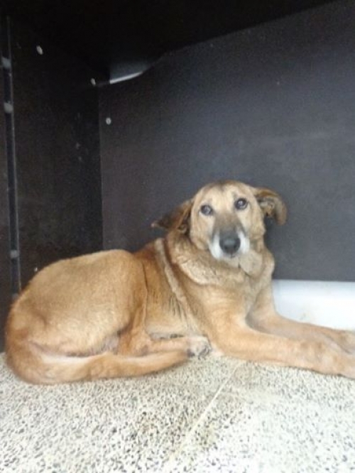 მეტისი ყურშა