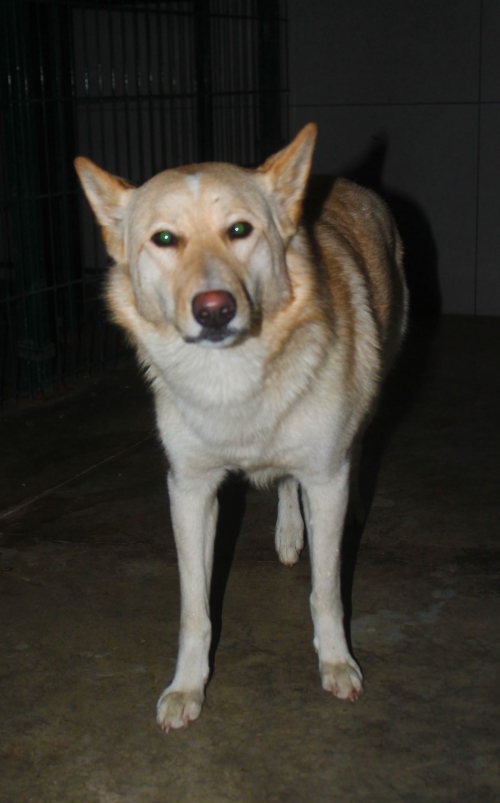 ლაიკა ბუკა