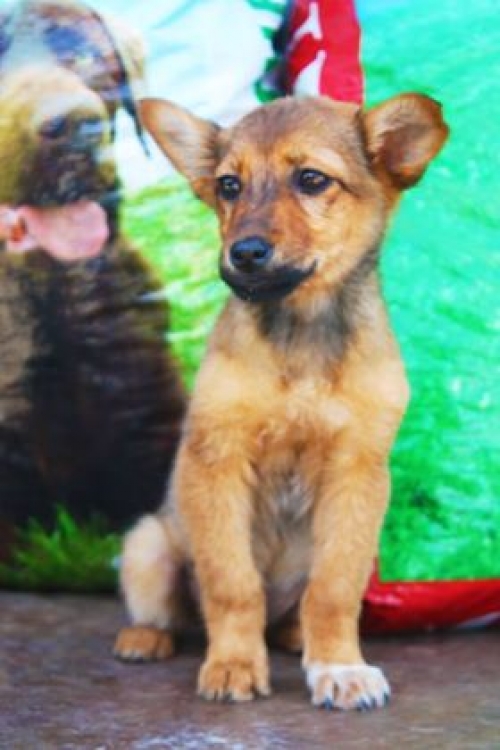 მეტისი უსახელო