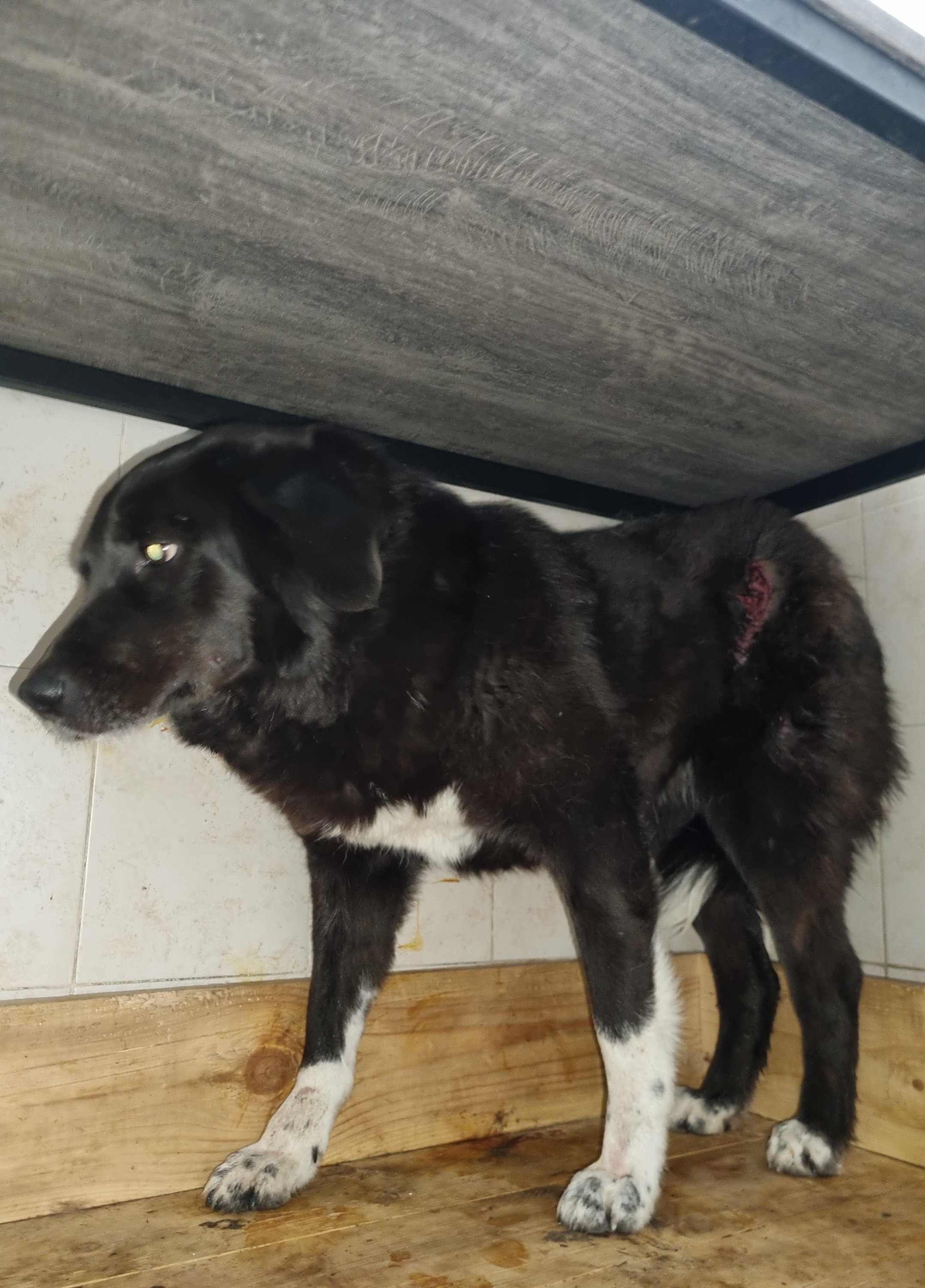 მეტისი. ბირთვისი