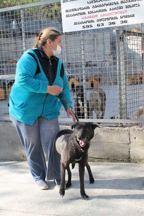 ლაბრადორის მეტისი ბუბუ