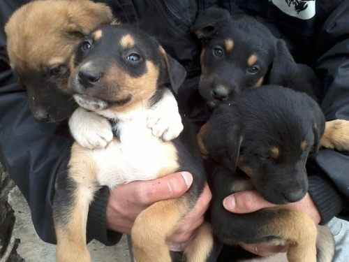 როტვეილერის მეტისები უსახელო