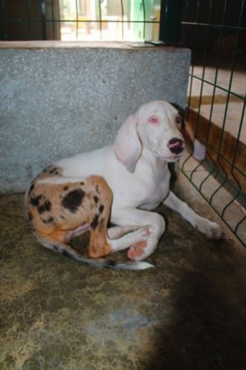 მეტისი უსახელო