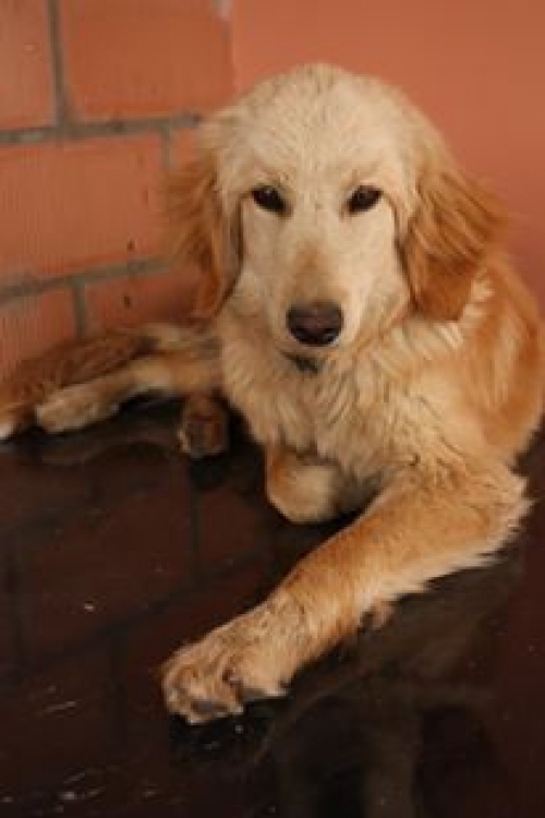 კოკერსპანელის მეტისი უსახელო