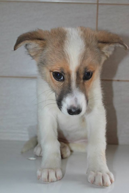 ლაიკის მეტისი უსახელო