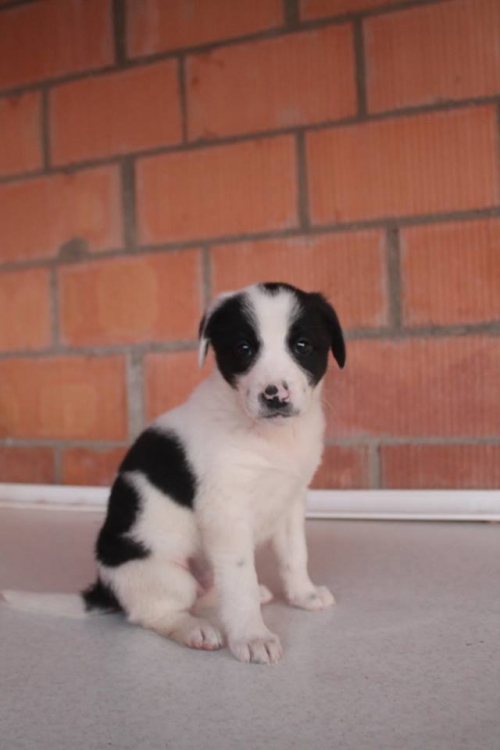 მეტისი უსახელო