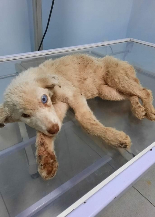 მეტისი ნაპოვნია ქუთაისში