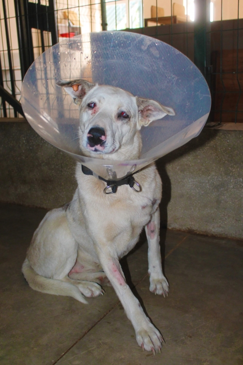 მეტისი უსახელო