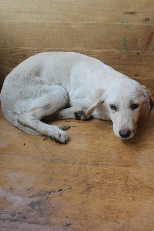 მეტისი უსახელო