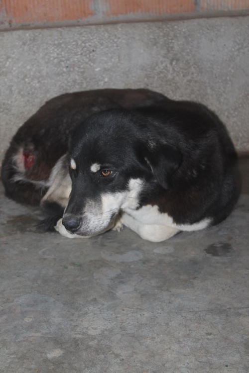 მეტისი უსახელო