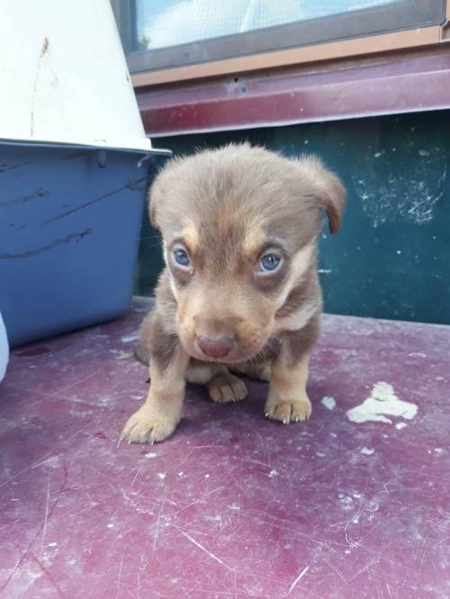 მეტისი წერეთელი