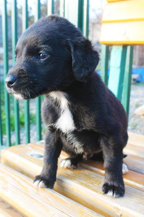 მეტისი უსახელო