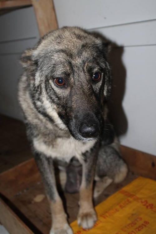 ქართული ქოფაკი ლედი