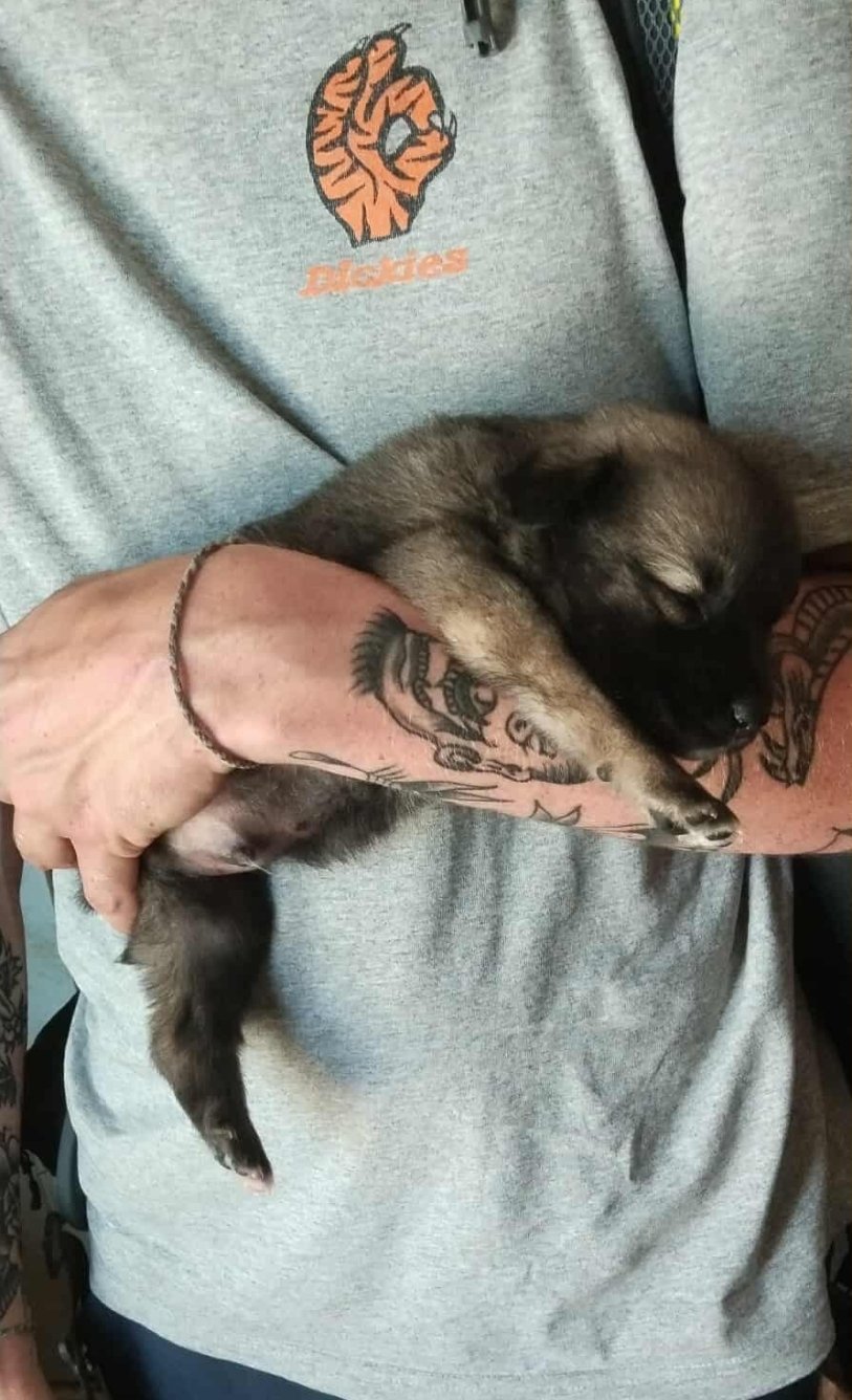 მეტისის ლეკვი. დედოფლის წყარო