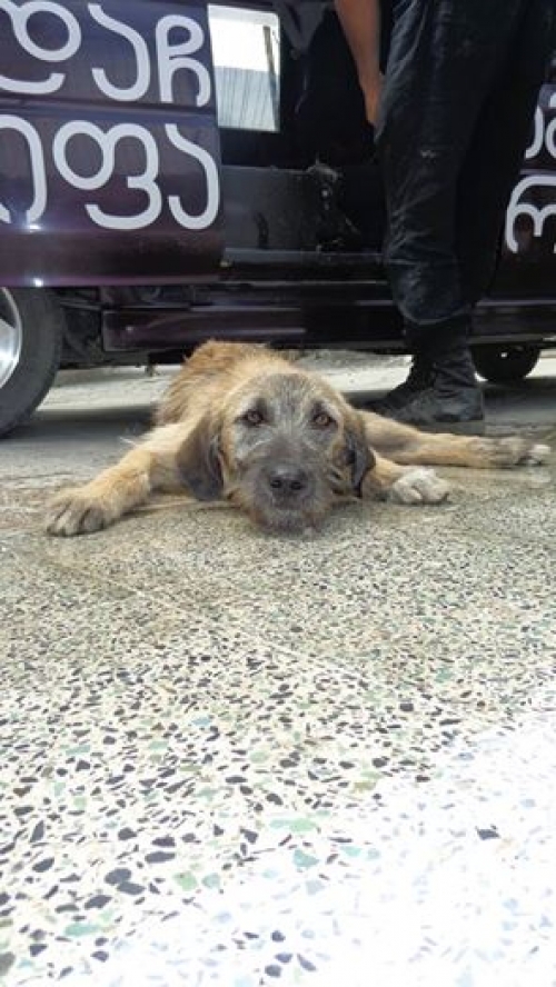 მეტისი უსახელო