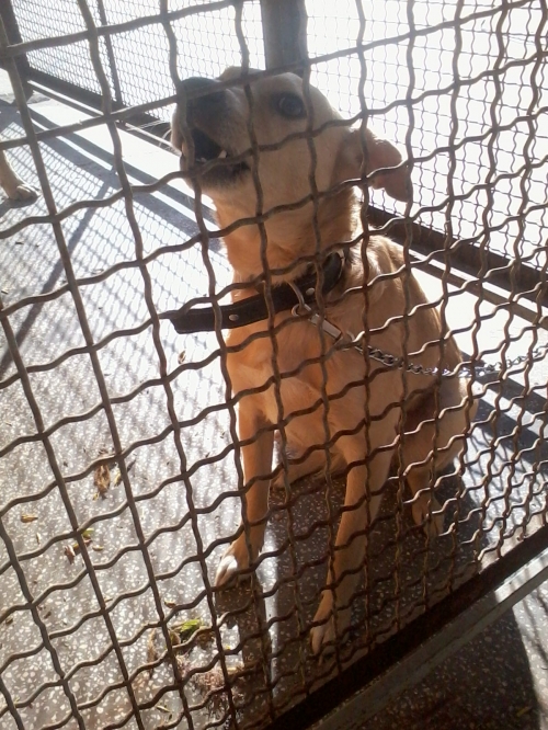 მეტისი ემი