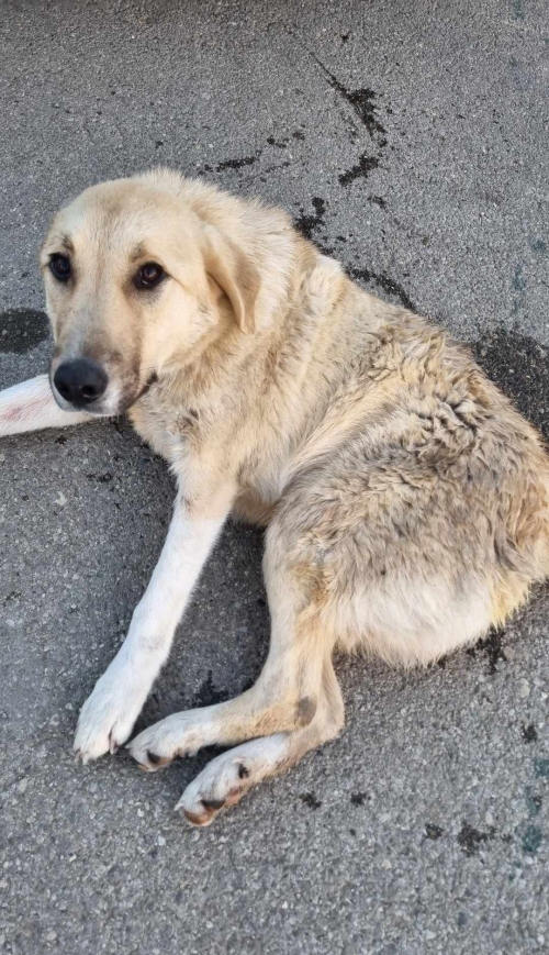 მეტისი ხაშური